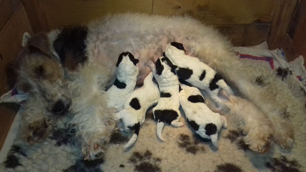 Des Travers Du Quercy - Fox Terrier Poil Dur - Portée née le 13/08/2017